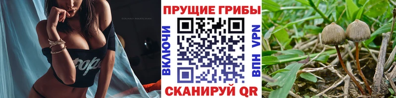 Псилоцибиновые грибы мицелий  Удачный 